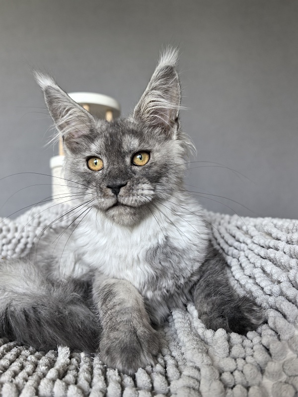 Yara Akbars - Kitten maine-coon 3 months 3.5 weeks