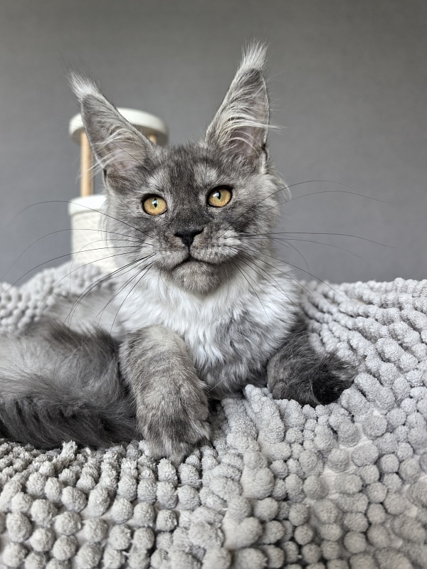 Yara Akbars - Kitten maine-coon 3 months 3.5 weeks