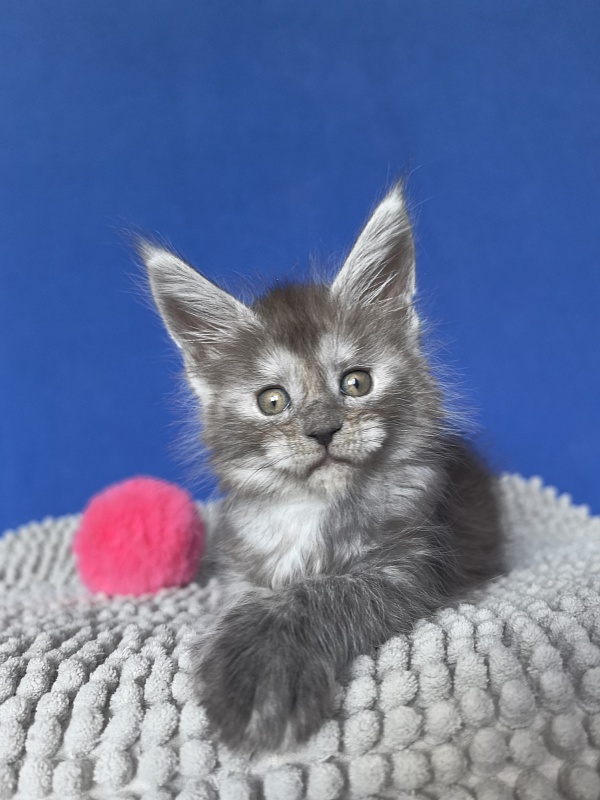 Yuna Akbars - Kitten maine-coon 1 month