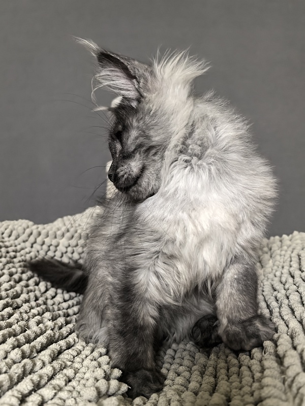 Yuna Akbars - Kitten maine-coon 3 months