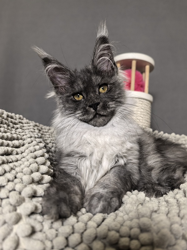 Yuna Akbars - Kitten maine-coon 3 months