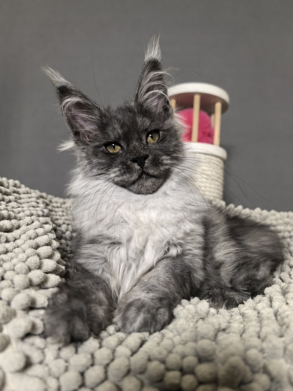 Yuna Akbars - Kitten maine-coon 3 months