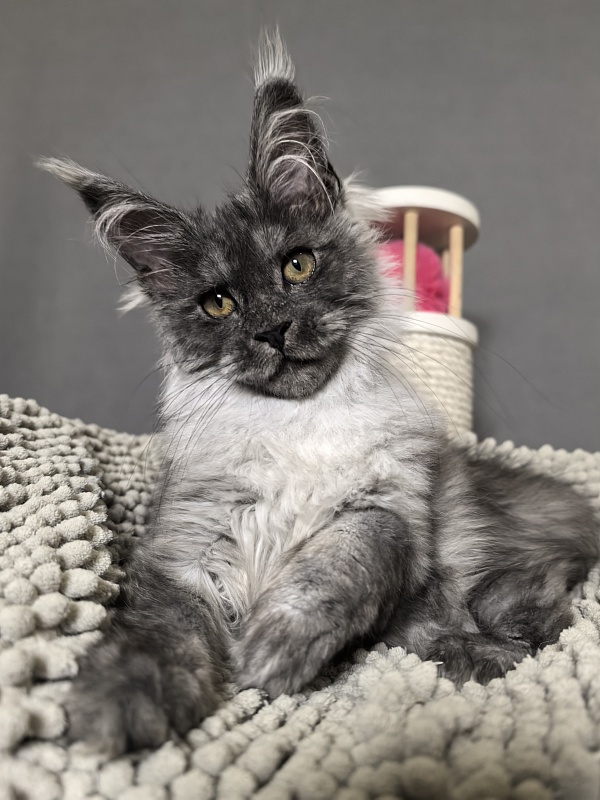 Yuna Akbars - Kitten maine-coon 3 months