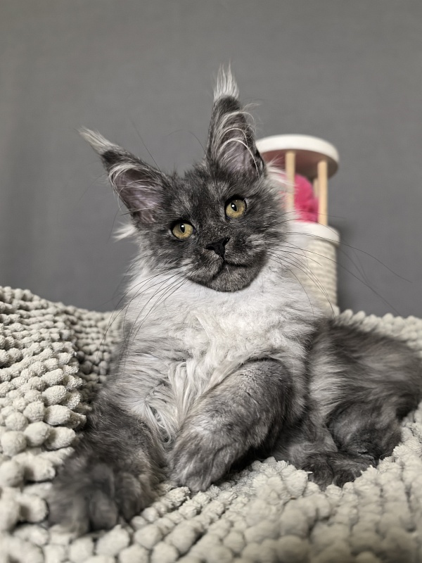 Yuna Akbars - Kitten maine-coon 3 months