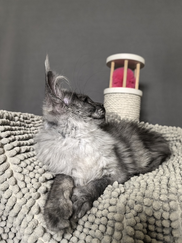 Yuna Akbars - Kitten maine-coon 3 months