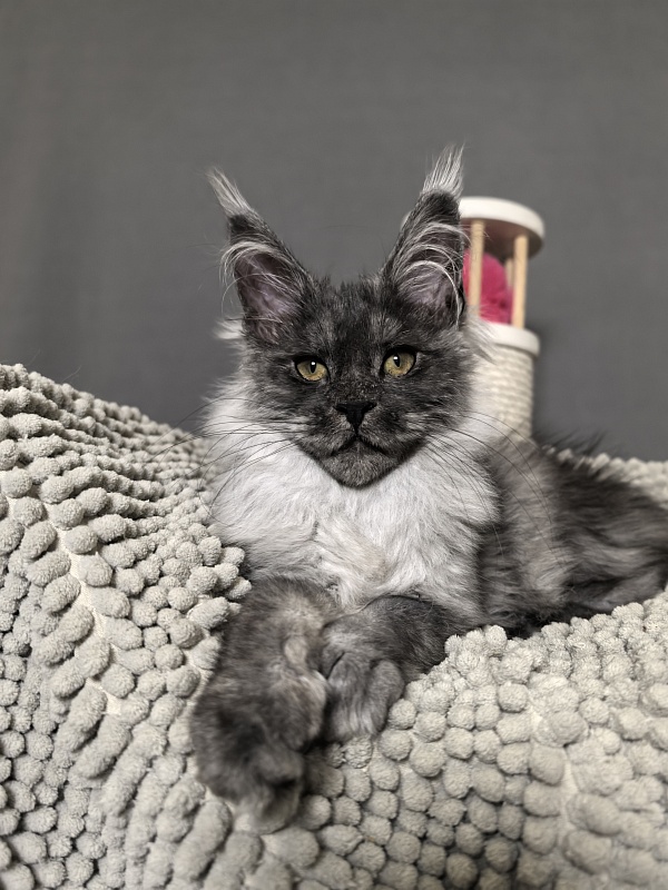 Yuna Akbars - Kitten maine-coon 3 months