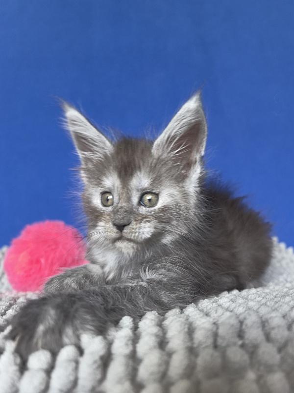 Yuna Akbars - Kitten maine-coon 1 month