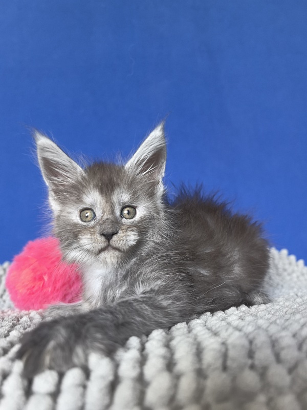 Yuna Akbars - Kitten maine-coon 1 month