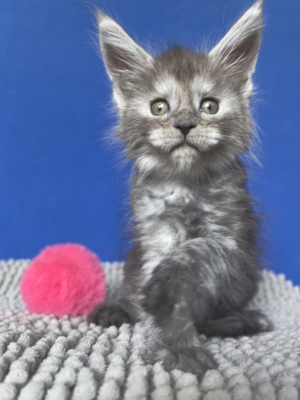 Yuna Akbars - Kitten maine-coon 1 month