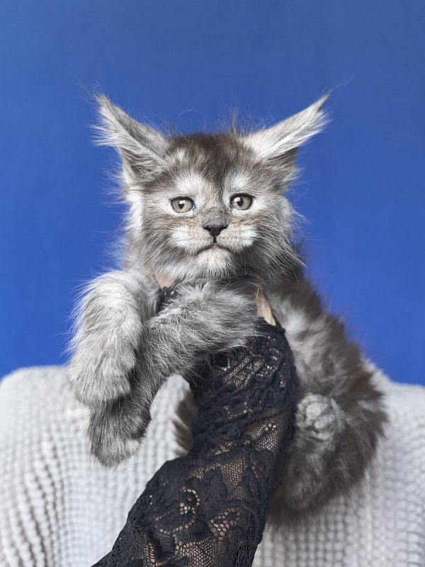 Yuna Akbars - Kitten maine-coon 1 month