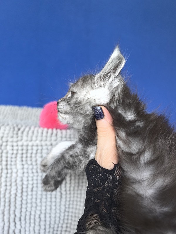 Yuna Akbars - Kitten maine-coon 1 month