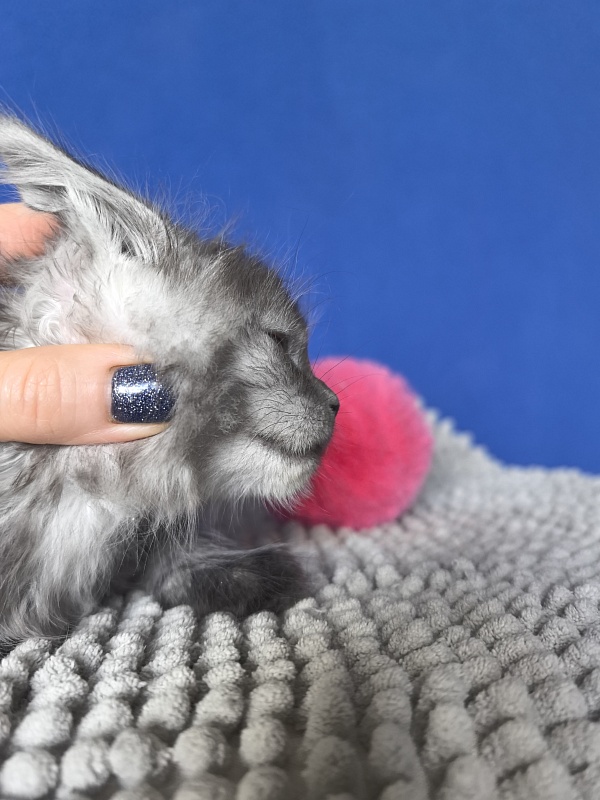 Yuna Akbars - Kitten maine-coon 1 month
