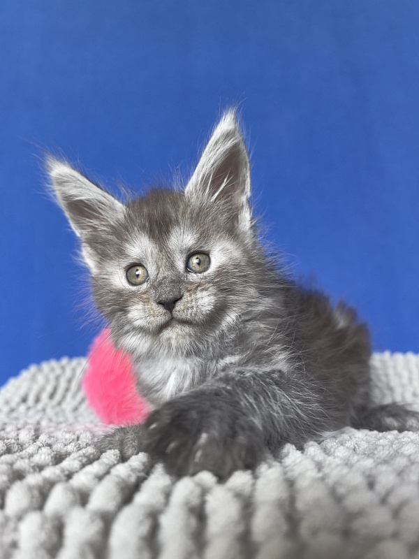 Yuna Akbars - Kitten maine-coon 1 month