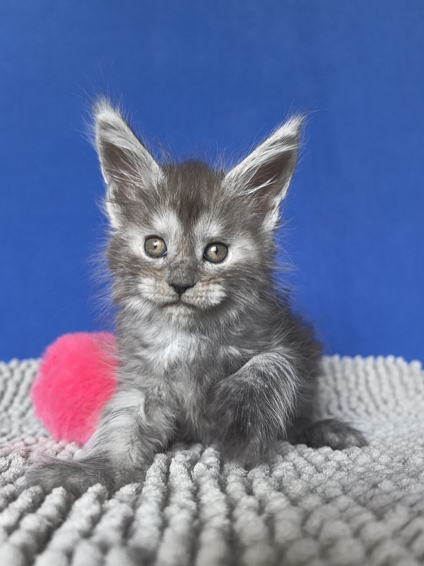 Yuna Akbars - Kitten maine-coon 1 month