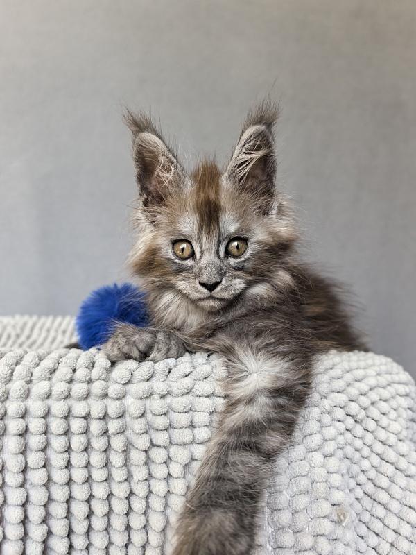 Zoltan Ru Akbars (polydactyl) - Kitten maine-coon 1 month 4 weeks