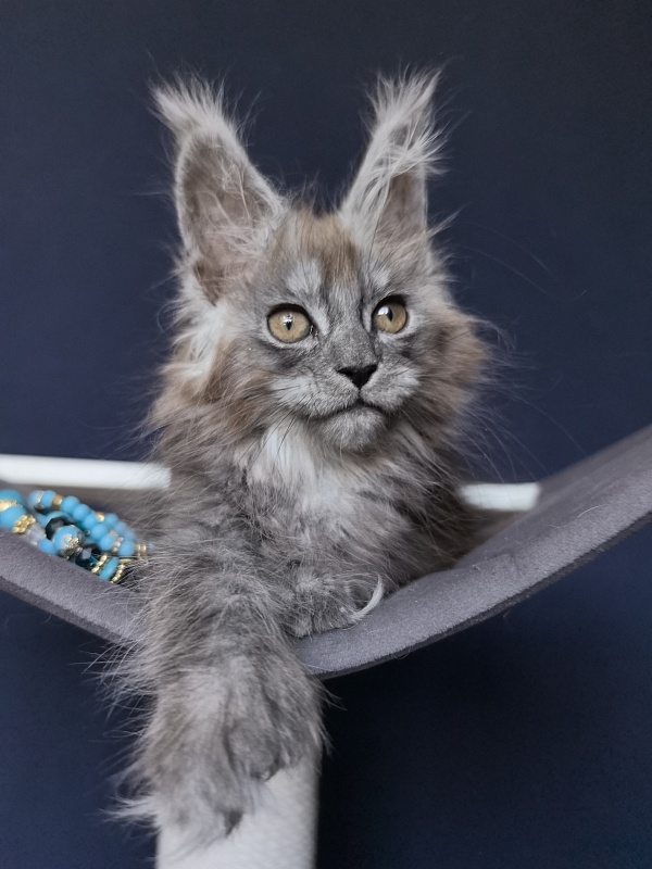 Zoltan Ru Akbars (polydactyl) - Kitten maine-coon 2 months 2.5 weeks