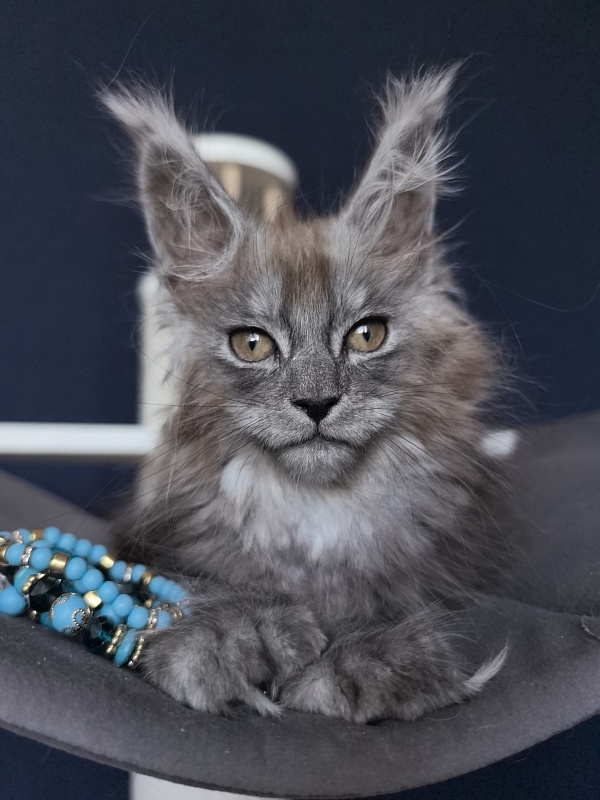 Zoltan Ru Akbars (polydactyl) - Kitten maine-coon 2 months 2.5 weeks