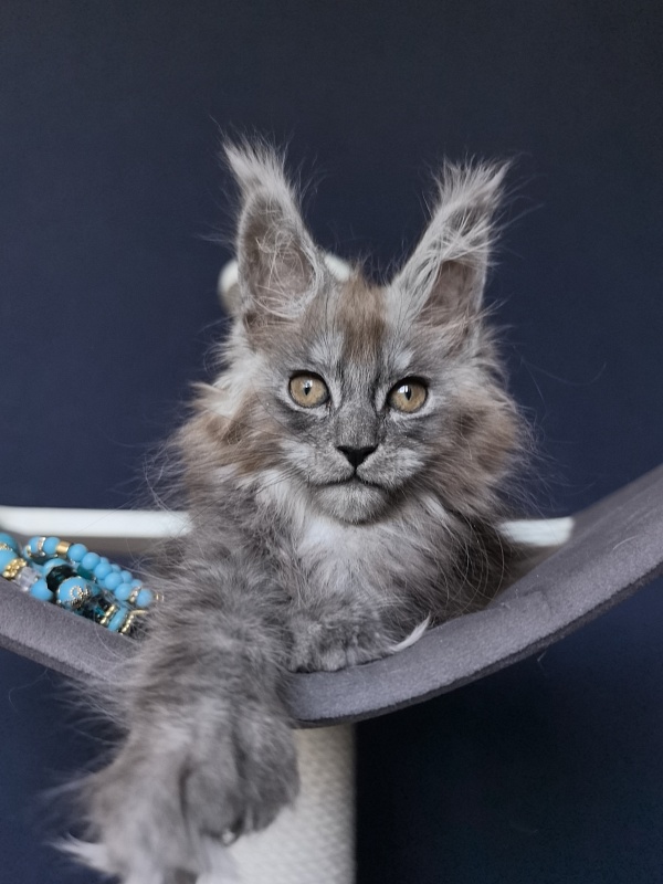 Zoltan Ru Akbars (polydactyl) - Kitten maine-coon 2 months 2.5 weeks