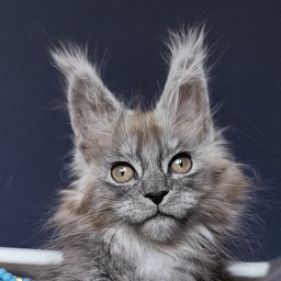 Zoltan Ru Akbars (polydactyl)