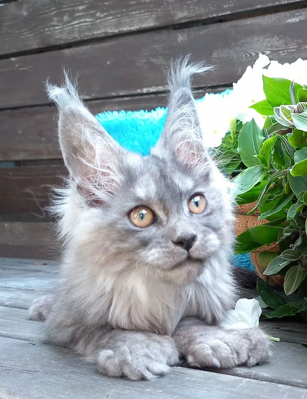 Zoltan Ru Akbars (polydactyl) - Kitten maine-coon 3 months 2.5 weeks