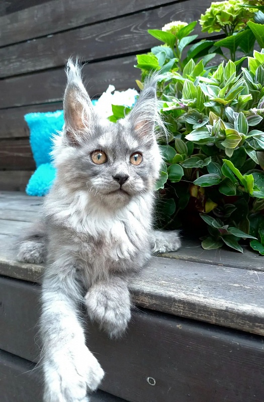 Zoltan Ru Akbars (polydactyl) - Kitten maine-coon 3 months 2.5 weeks