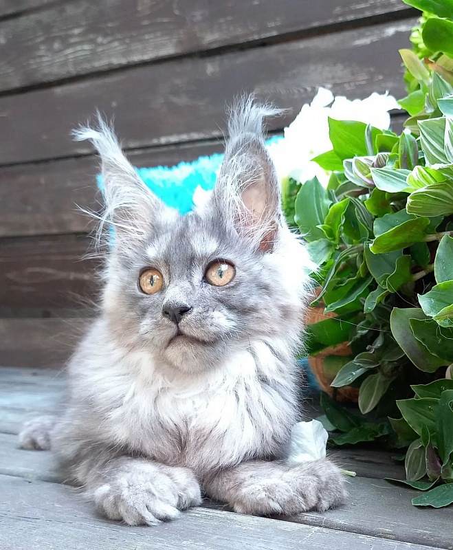 Zoltan Ru Akbars (polydactyl) - Kitten maine-coon 3 months 2.5 weeks