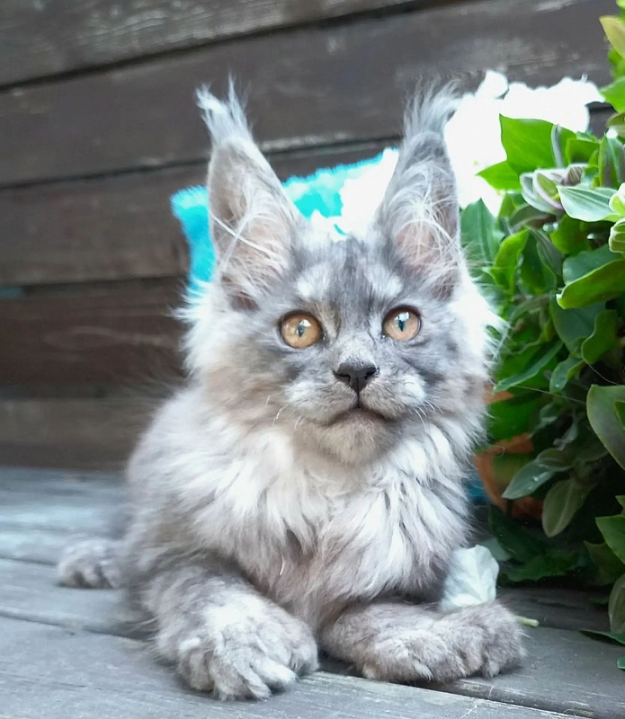 Zoltan Ru Akbars (polydactyl) - Kitten maine-coon 3 months 2.5 weeks
