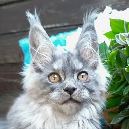 Zoltan Ru Akbars (polydactyl)