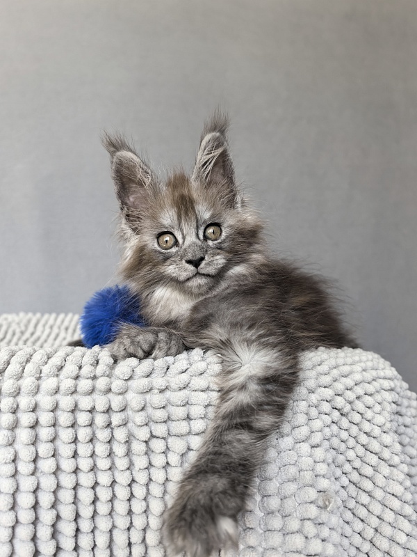 Zoltan Ru Akbars (polydactyl) - Kitten maine-coon 1 month 4 weeks
