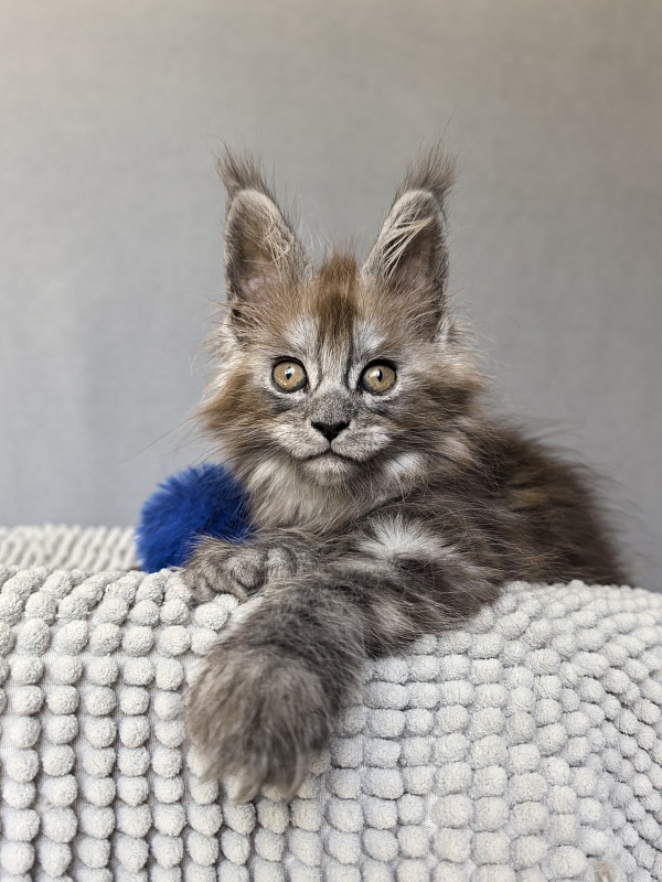 Zoltan Ru Akbars (polydactyl) - Kitten maine-coon 1 month 4 weeks