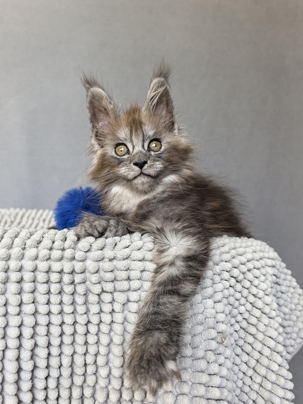 Zoltan Ru Akbars (polydactyl) - Kitten maine-coon 1 month 4 weeks