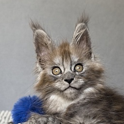 Zoltan Ru Akbars (polydactyl)