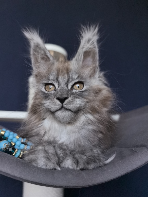 Zoltan Ru Akbars (polydactyl) - Kitten maine-coon 2 months 2.5 weeks