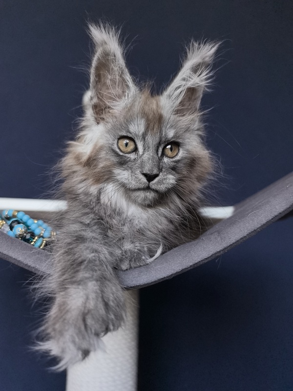 Zoltan Ru Akbars (polydactyl) - Kitten maine-coon 2 months 2.5 weeks