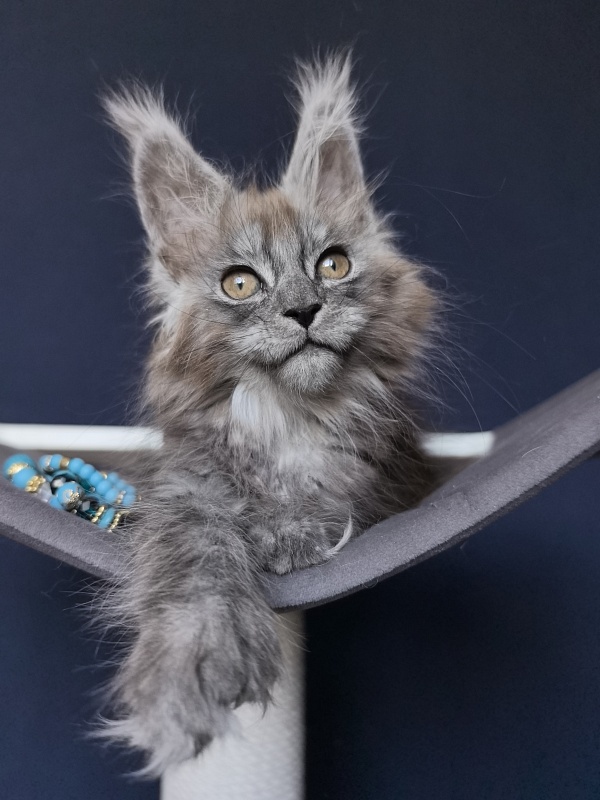 Zoltan Ru Akbars (polydactyl) - Kitten maine-coon 2 months 2.5 weeks