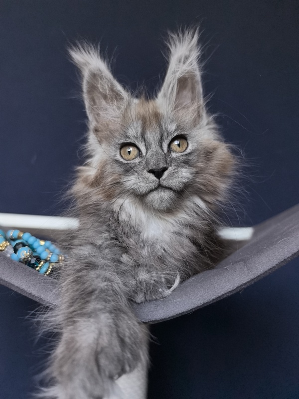 Zoltan Ru Akbars (polydactyl) - Kitten maine-coon 2 months 2.5 weeks