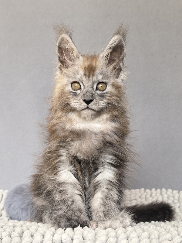 Zion Akbars (polydactyl) - Kitten maine-coon 1 month 4 weeks