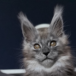 Zion Akbars (polydactyl)