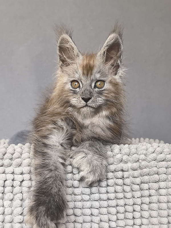 Zion Akbars (polydactyl) - Kitten maine-coon 1 month 4 weeks