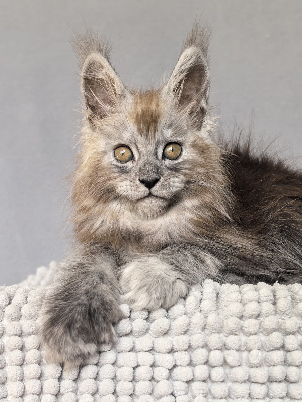 Zion Akbars (polydactyl) - Kitten maine-coon 1 month 4 weeks