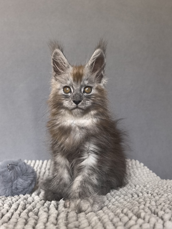 Zion Akbars (polydactyl) - Kitten maine-coon 1 month 4 weeks