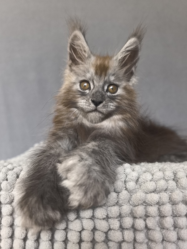Zion Akbars (polydactyl) - Kitten maine-coon 1 month 4 weeks