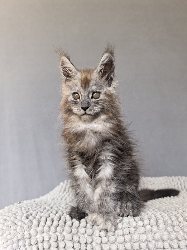 Zion Akbars (polydactyl) - Kitten maine-coon 1 month 4 weeks