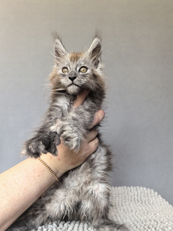Zion Akbars (polydactyl) - Kitten maine-coon 1 month 4 weeks