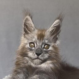 Zion Akbars (polydactyl)
