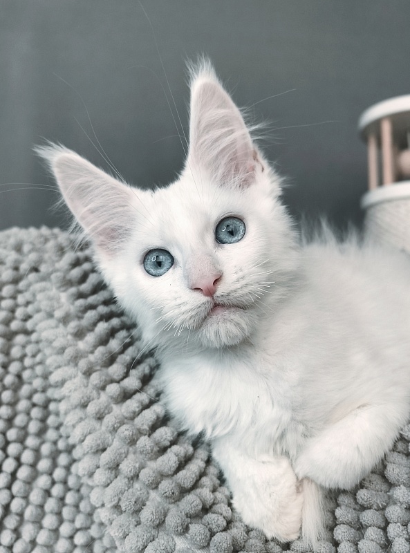 Gatsby Snow Akbars - Kitten maine-coon 2 months 1 week