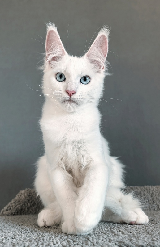Gatsby Snow Akbars - Kitten maine-coon 3 months 1.5 week