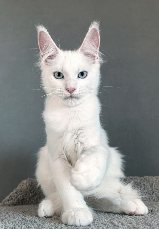 Gatsby Snow Akbars - Kitten maine-coon 3 months 1.5 week