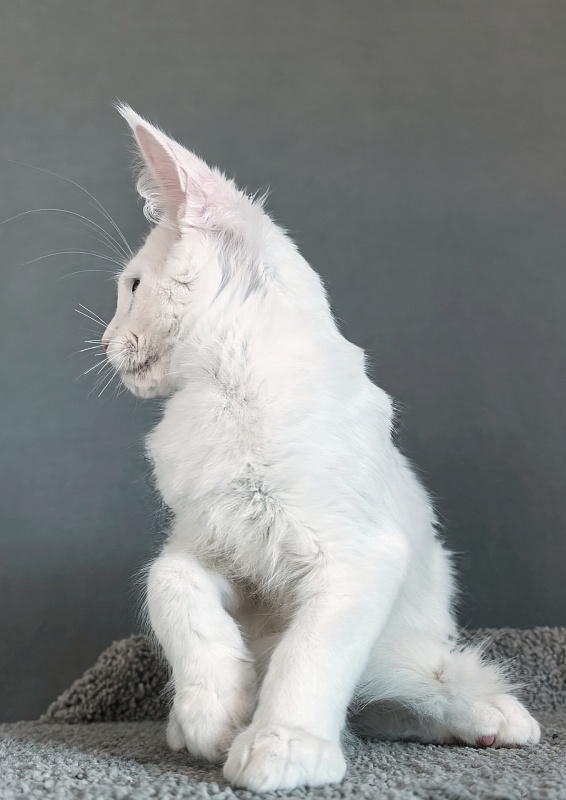 Gatsby Snow Akbars - Kitten maine-coon 3 months 1.5 week