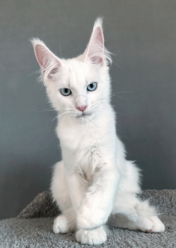 Gatsby Snow Akbars - Kitten maine-coon 3 months 1.5 week